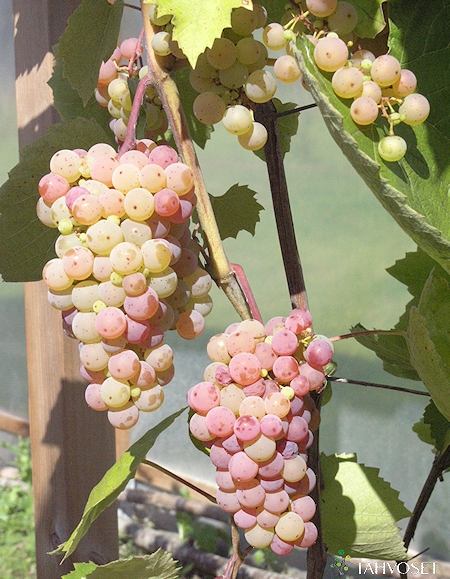Vitis vinifera 'Somerset Seedless', aitoviinikynns